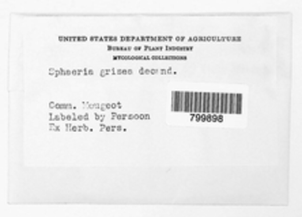 Sphaeria grisea image